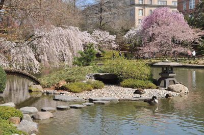 Cherry blossoms in Brooklyn Botanic Garden - 7076