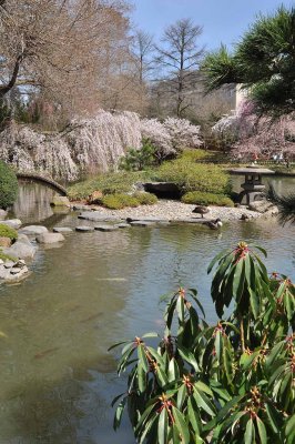 Cherry blossoms in Brooklyn Botanic Garden - 7080