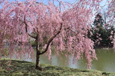 Cherry blossoms in Brooklyn Botanic Garden - 7086