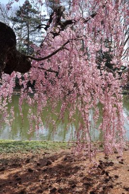 Cherry blossoms in Brooklyn Botanic Garden - 7093