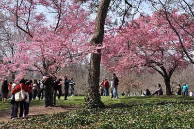 Cherry blossoms in Brooklyn Botanic Garden - 7098