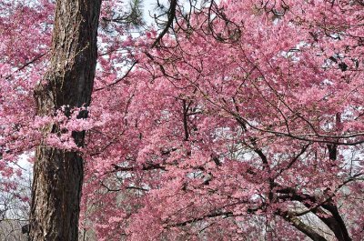 Cherry blossoms in Brooklyn Botanic Garden - 7099