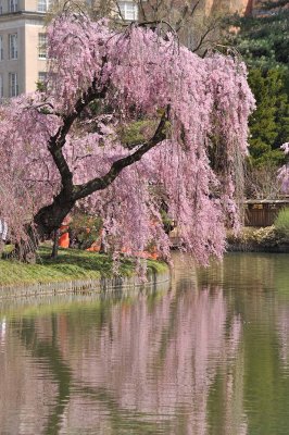 Cherry blossoms in Brooklyn Botanic Garden - 7101