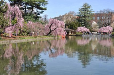 Cherry blossoms in Brooklyn Botanic Garden - 7102