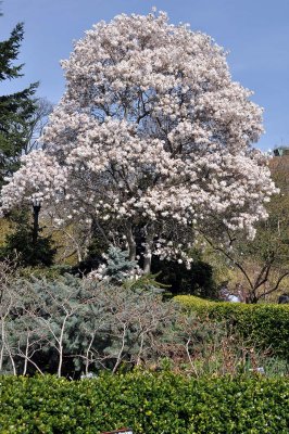 Cherry blossoms in Brooklyn Botanic Garden - 7125