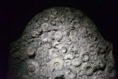 Fossil ammonites - Natural History Museum, London - 2788