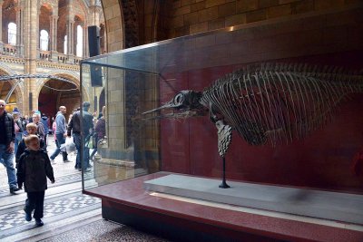 Natural History Museum - London - 2830