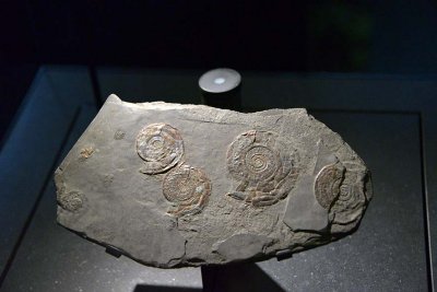 William Smith's ammonite - Treasures Cadogan  Gallery - Natural History Museum - London -2840