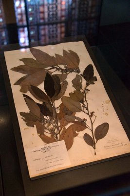 Plants of Captain Cook's first voyage - Treasures Cadogan  Gallery - Natural History Museum - London - 2844