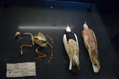 Charles Darwin's pigeon - Treasures Cadogan  Gallery - Natural History Museum - London - 2848