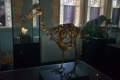 Dodo skeleton - Treasures Cadogan  Gallery - Natural History Museum - London - 2856