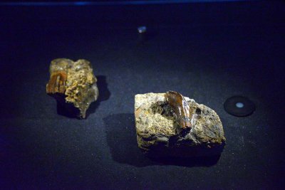 Iguanodon teeth - Treasures Cadogan Gallery - Natural History Museum - London - 2859