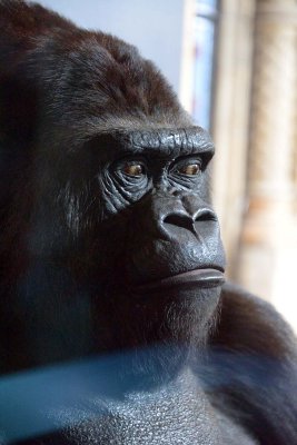 Guy the Gorilla - Treasures Cadogan Gallery - Natural History Museum - London - 2877
