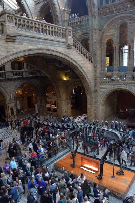 Hintze Hall, Natural History Museum, London - 2878