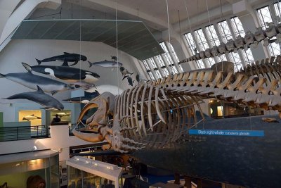 Natural History Museum - London - 2920