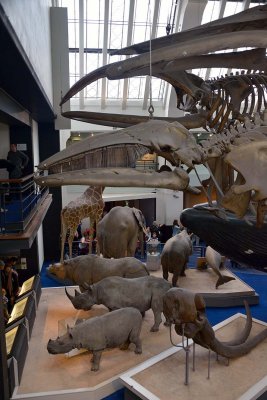 Natural History Museum - London - 2934