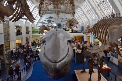 Natural History Museum - London - 2936