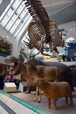 Natural History Museum - London - 2939