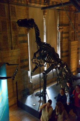 Natural History Museum, London - 2986