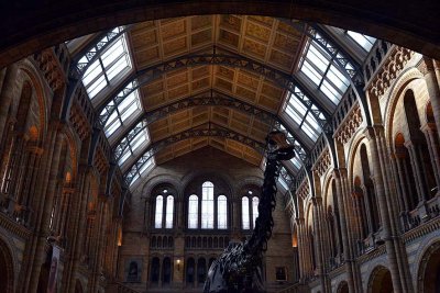 Hintze Hall, Natural History Museum, London - 3020