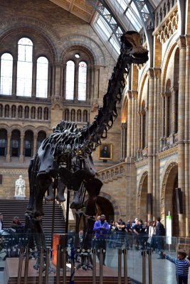 The diplodocus of the Hintze Hall, Natural History Museum, London - 3026