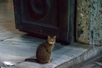 Gallery: Istanbul cats