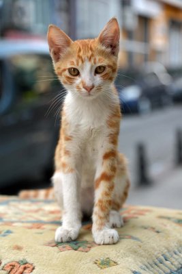 A cat on Klod Farer (Claude Farrre) Street, Istanbul - 6910