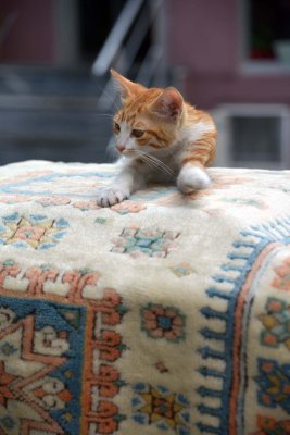 Cat on a carpet on Klod Farer (Claude Farrre) Street, Istanbul - 6914