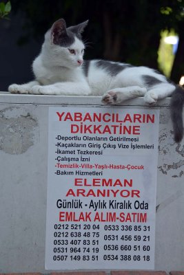 A cat on Klod Farer (Claude Farrre) Street, Istanbul - 6915