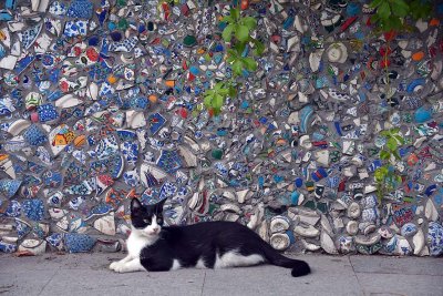 Cat on Yerebatan street, Istanbul - 6920