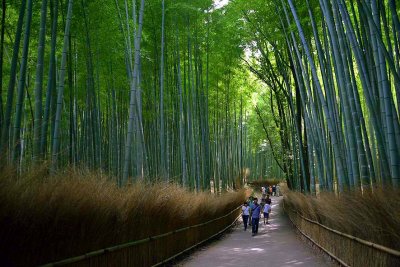 Arashiyama bamboo grove, Kyoto - 9751
