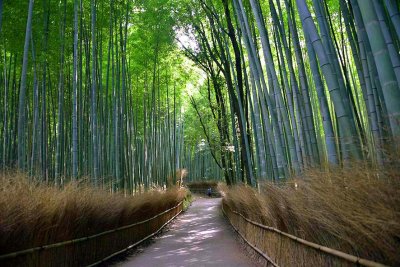 Arashiyama bamboo grove, Kyoto - 9755