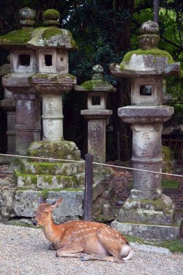 Kasuga-taisha Temple, Nara - 0378