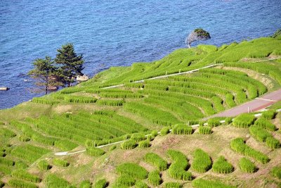 Senmaida terraced rice fields, Noto Peninsula - 1101