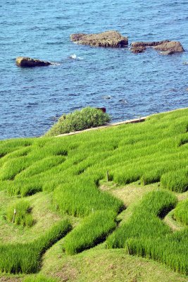 Senmaida terraced rice fields, Noto Peninsula - 1116