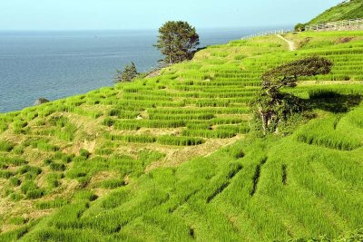 Senmaida terraced rice fields, Noto Peninsula - 1119