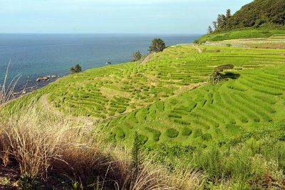 Senmaida terraced rice fields, Noto Peninsula - 1122
