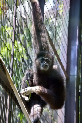 Ueno Zoo - Tokyo - 2986