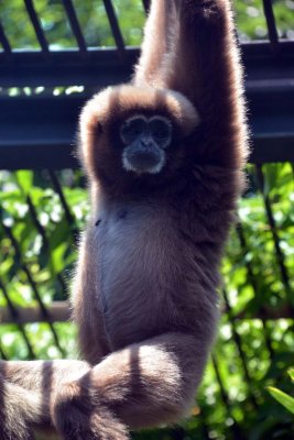 Ueno Zoo - Tokyo - 2991