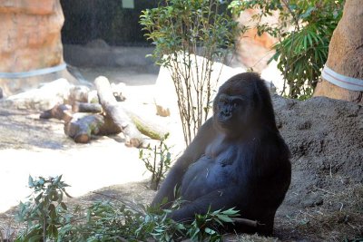 Ueno Zoo - Tokyo - 2996