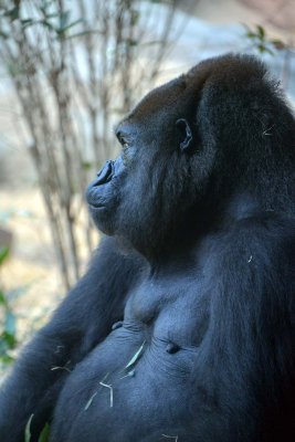 Ueno Zoo - Tokyo - 3000