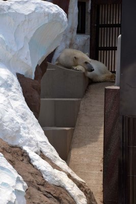 Ueno Zoo - Tokyo - 3022