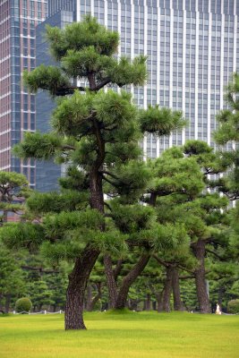 Imperial Garden - Tokyo - 3225