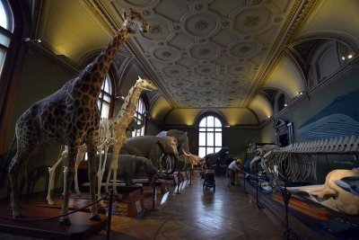 Natural History Museum, Vienna - 4796