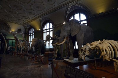 Natural History Museum, Vienna - 4799