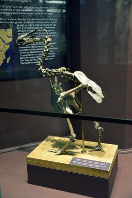 Dodo skeleton - Natural History Museum, Vienna - 4803