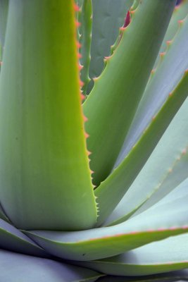 Orto Botanico di Cagliari - Sardinia - 3935