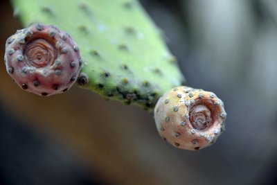 Orto Botanico di Cagliari - Sardinia - 3954