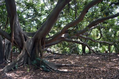 Orto Botanico di Cagliari - Sardinia - 3971