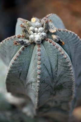 Orto Botanico di Cagliari - Sardinia - 3986